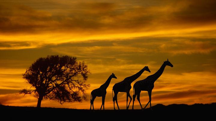 Wildlife Desktop Backgrounds (62+ images)