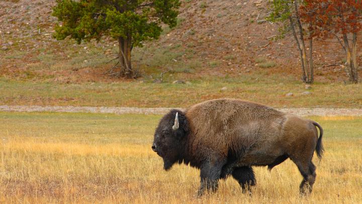 Wild animal wallpaper - HD Wallpapers