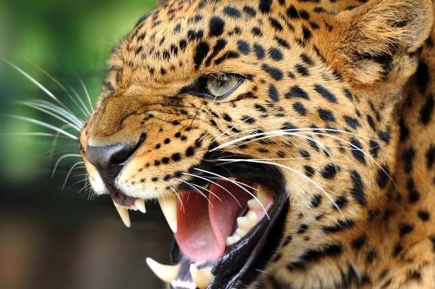 Wild Animals Wallpapers (57+ images)