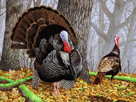 Wild Turkey Wallpaper (58+ images)