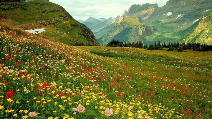 Wild Flowers Wallpapers