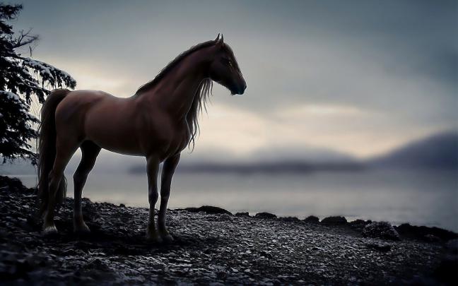 Wild Horse Wallpaper (59+ images)