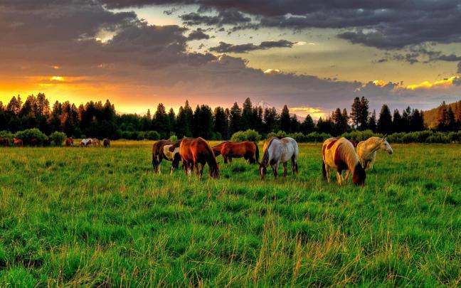 Wild Horse Wallpaper (59+ images)