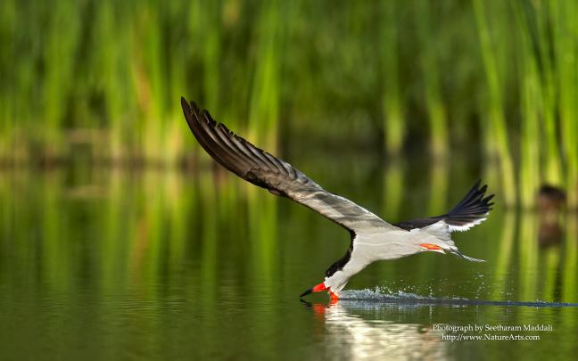Wildlife Backgrounds for Desktop \u00b7\u2460 