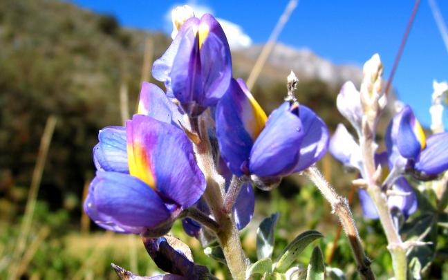 Wildflower Wallpaper Desktop -