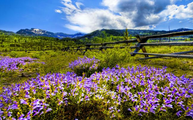 Mountain Wildflowers Desktop Background Wallpaper 2560x1600 