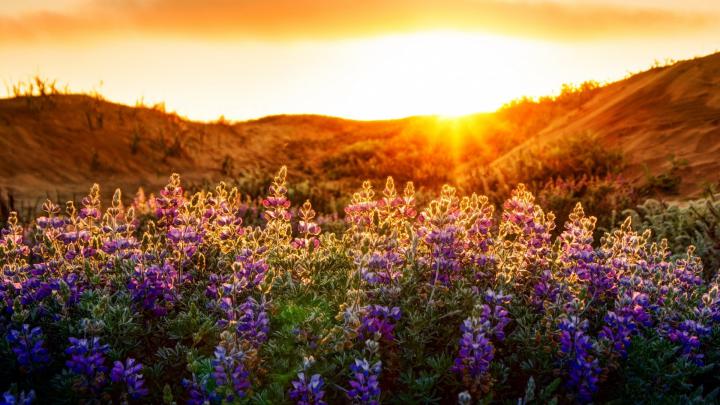 Wildflower Wallpapers
