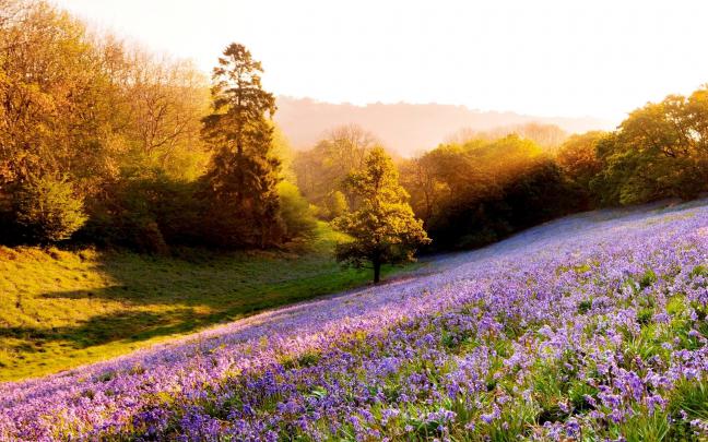 Wildflower Wallpapers