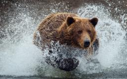 Bear Desktop Wallpaper