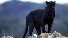 Black Panther Desktop Wallpaper