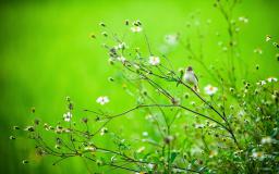 Wildflower Desktop Wallpaper