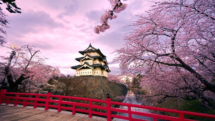 Japanese Cherry Blossom Wallpaper 1920x1080 -