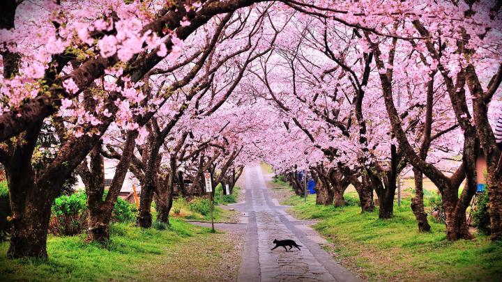 Cherry Blossom Wallpaper Hd 1920x1080 | [+] Cherry Blossom Wallpaper