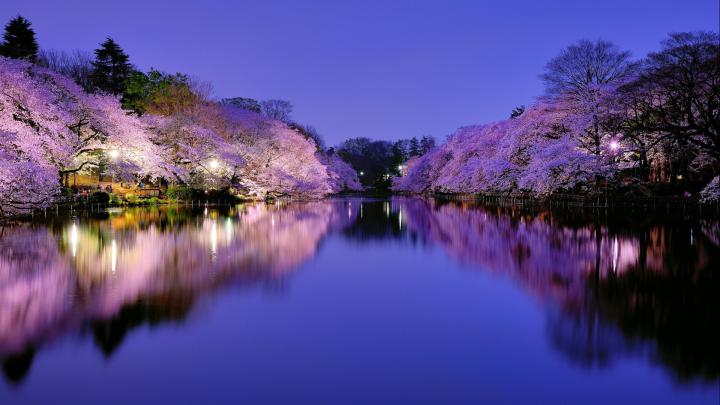 Cherry Blossom Backgrounds (61+ pictures)