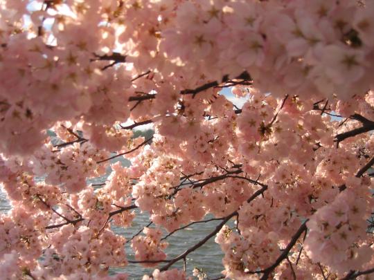 Chinese Cherry Blossom Wallpapers - Top Free Chinese Cherry Blossom 