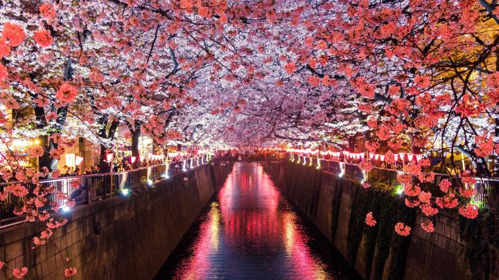 1920x1080 Cherry Blossom Trees Covering River Canal Laptop Full HD 