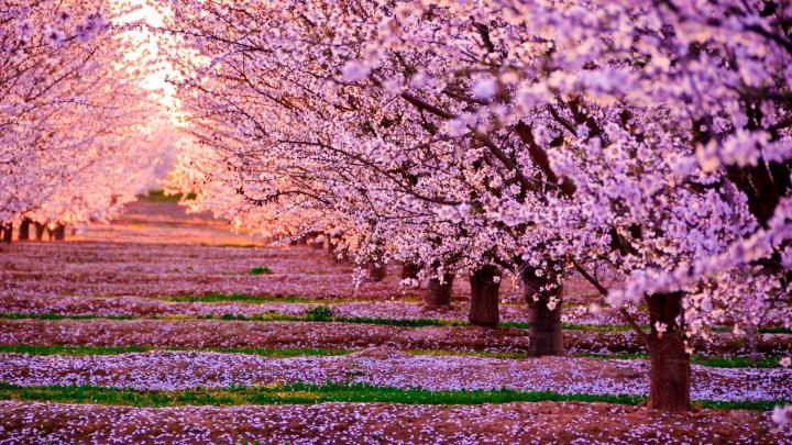 Cherry Blossom Wallpapers - Top Free Cherry Blossom Backgrounds 