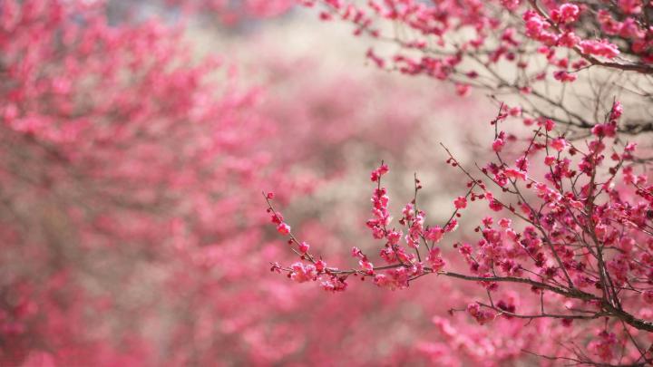 Cherry Blossom HD Wallpaper (71+ images)