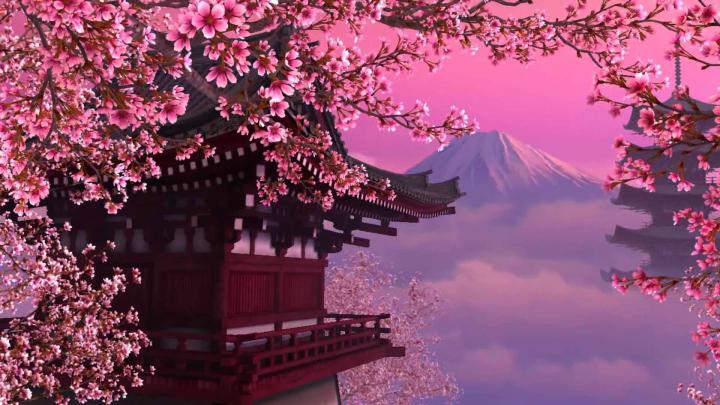 Japanese Cherry Blossom Laptop Wallpapers - Top Free Japanese Cherry 