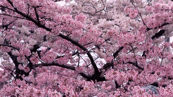Drawn Cherry Blossom Desktop Wallpapers - Top Free Drawn Cherry Blossom 