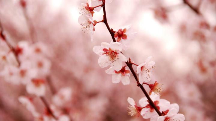 Cherry Blossom Vintage Wallpapers - Top Free Cherry Blossom Vintage 