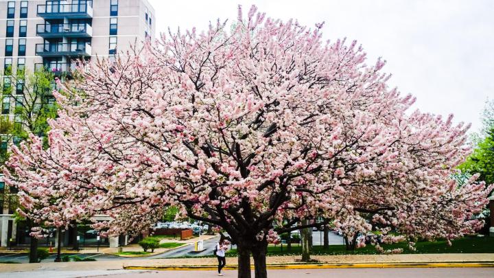 Cherry Blossom 5K Wallpapers - Top Free Cherry Blossom 5K Backgrounds 