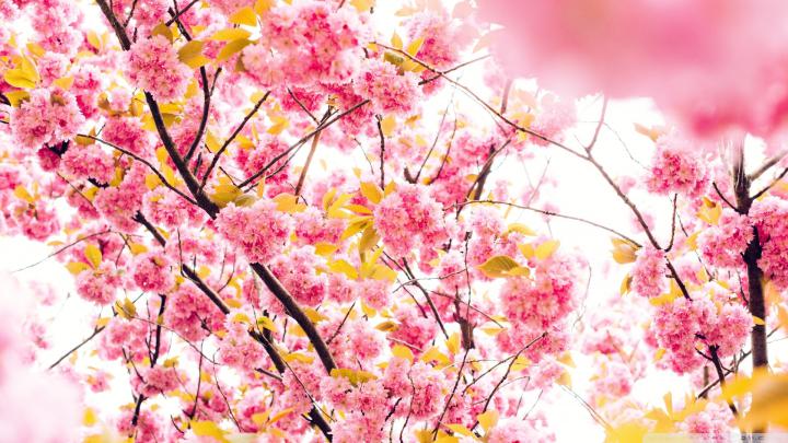 Japanese Cherry Blossom Wallpaper 1920x1080 (59+ images)