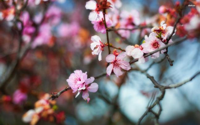 Pink Cherry Blossom Desktop Wallpapers - Top Free Pink Cherry Blossom 