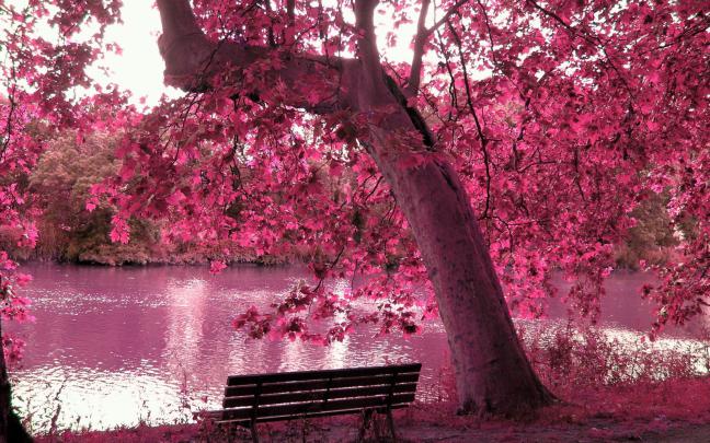 Anime Cherry Blossom 4K Wallpapers - Top Free Anime Cherry Blossom 4K 