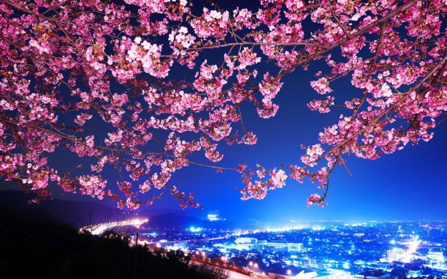 Drawn Cherry Blossom Desktop Wallpapers - Top Free Drawn Cherry Blossom 