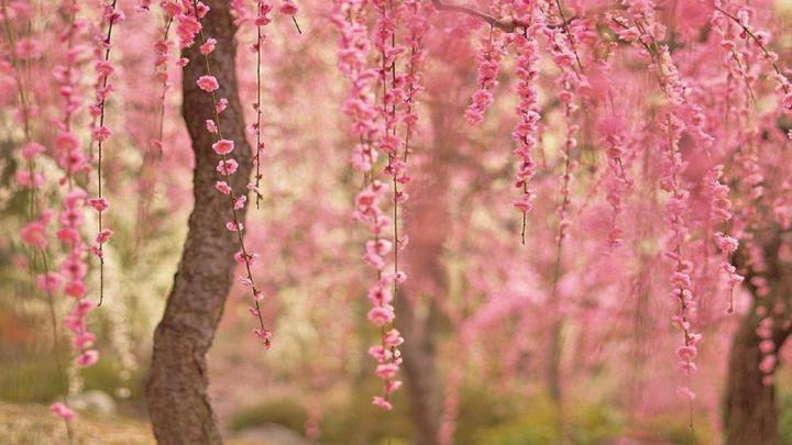 Cherry Blossom Background \u00b7\u2460 