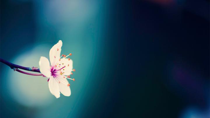 [41+] Cherry Blossom Wallpaper Home 