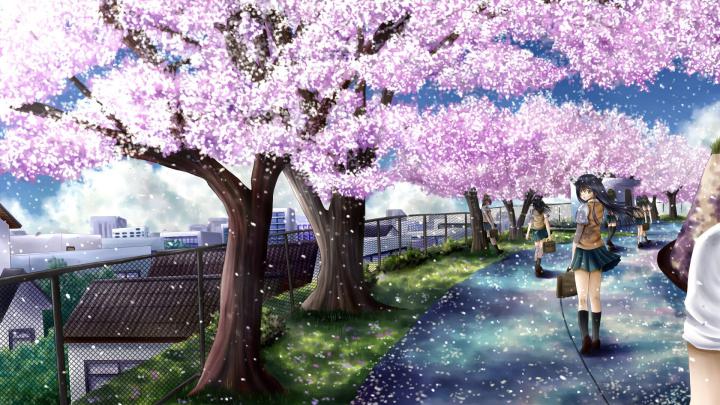 cherry blossom hd wallpapers 1080p windows | Anime cherry blossom 