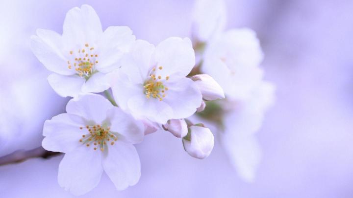 Cherry Blossom Wallpapers (73+ pictures)
