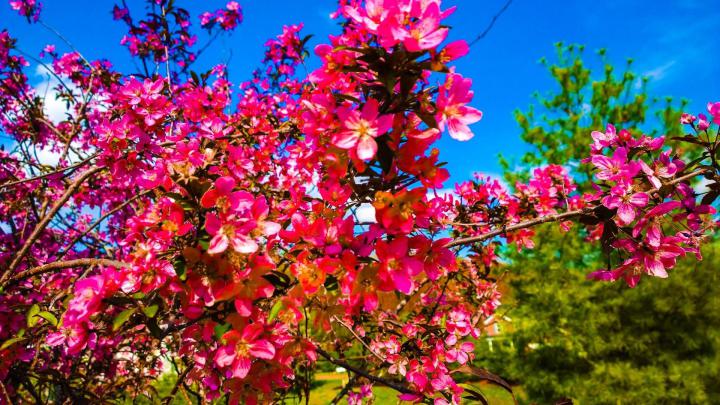 Cherry Blossom Wallpapers (73+ pictures)