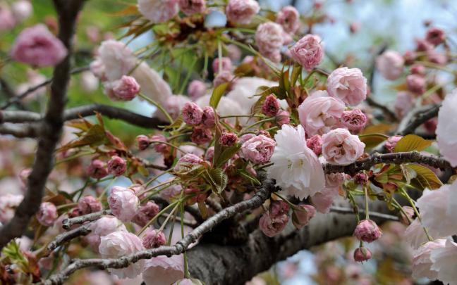 Japanese Cherry Blossom Wallpaper 1920x1080 -