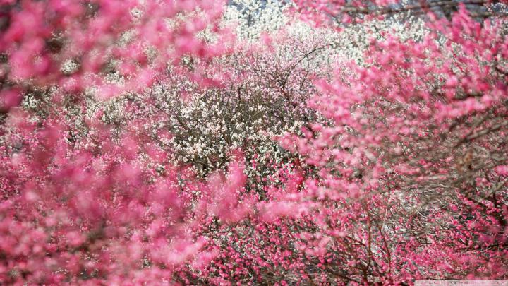 Japanese Cherry Blossom Wallpaper 1920x1080 -