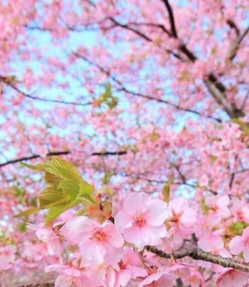 Cherry Blossom Wallpaper Hd 1920x1080 | [+] Cherry Blossom Wallpaper