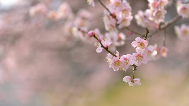 Cherry Blossom Wallpaper (71+ pictures)
