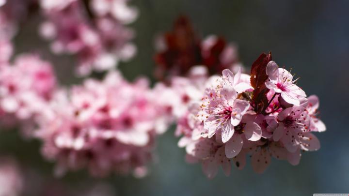Pink Cherry Blossom Wallpaper (62+ images)