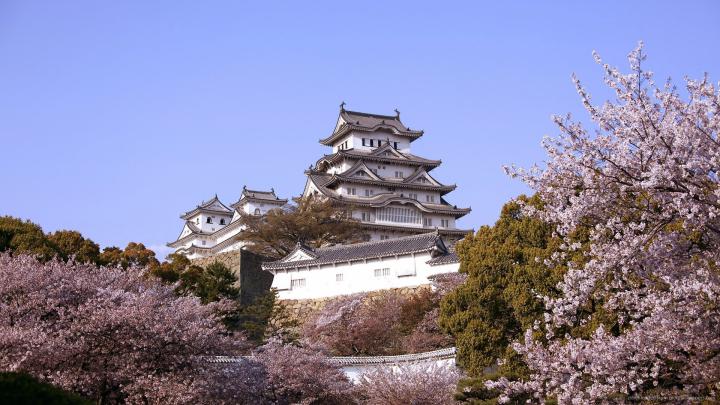 Japanese Cherry Blossom Wallpaper 1920x1080 (59+ images)