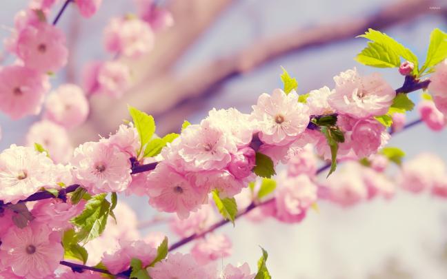 Pink Cherry Blossom Wallpaper (62+ images)