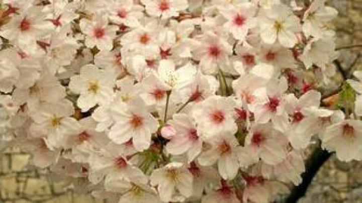 Free download Cherry Blossoms Japan Wallpaper 1920x1080 Cherry Blossoms 
