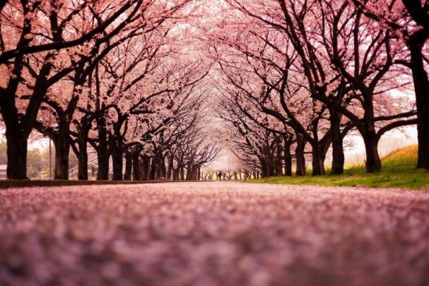 Cherry Blossom Desktop Wallpaper \u00b7\u2460 