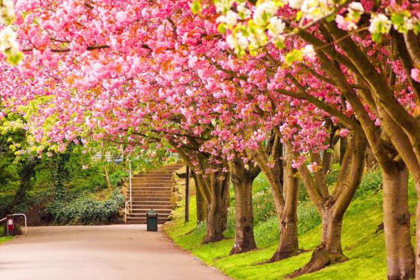 Pink Nature Wallpaper \u00b7\u2460 