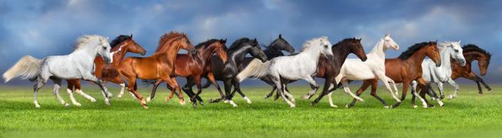 Vastu 7 Horse Hd Wallpapers 1920x1080