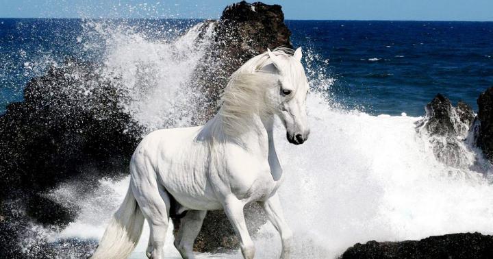 White Horse Wallpapers Hd - 4K Wallpaper Gallery