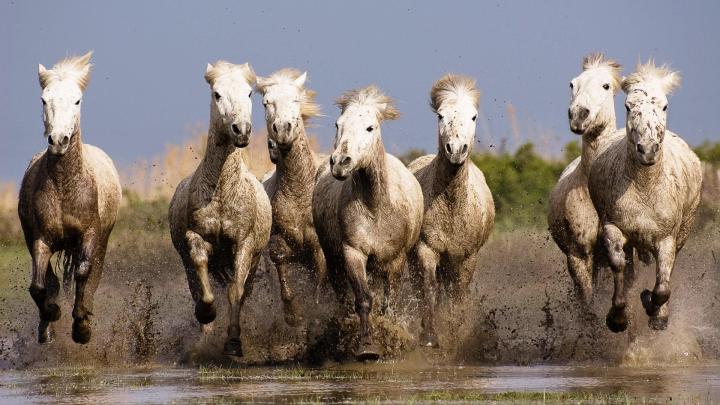 Vastu 7 Horse Hd Wallpapers 1920x1080
