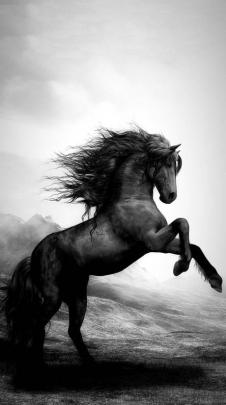 White Horse Pictures Full Hd 7 Horse Hd Wallpapers 1920x1080 