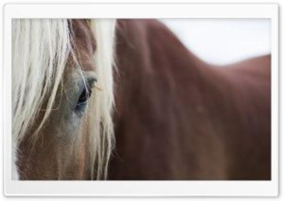 Full Screen Vastu 7 Horse Hd Wallpapers 1920x1080